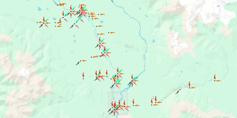 Salmon observations mapped in QGIS